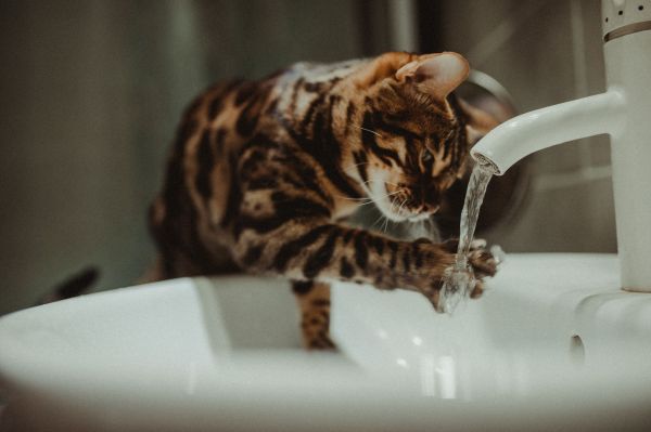 5 bonnes raisons de choisir une fontaine à eau pour votre chat